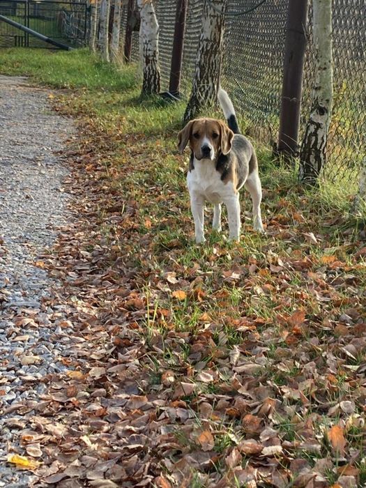 ŚLICZNY BEAGLE tricolor Rodowód Chip Umowa