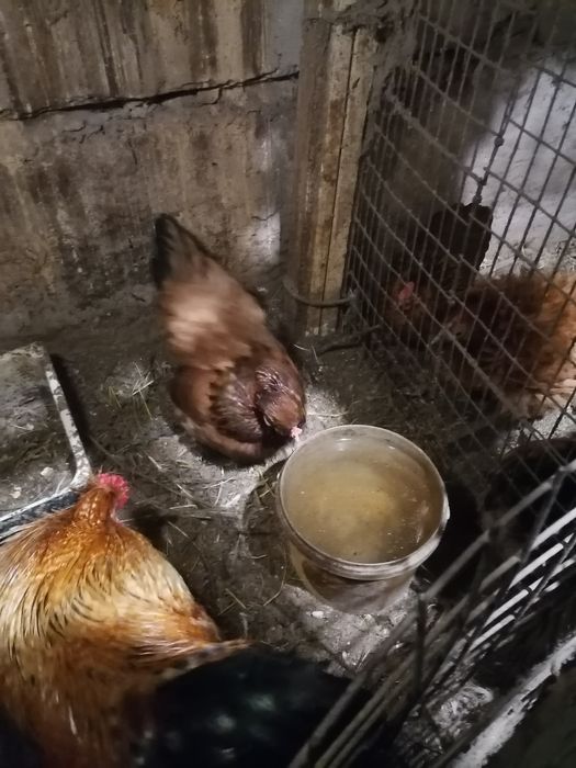 Куры корольки помеси выставочный пород