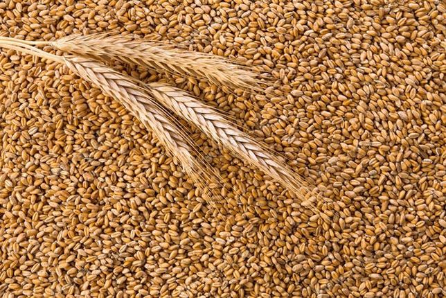 Продам пшеницу урожай 2022