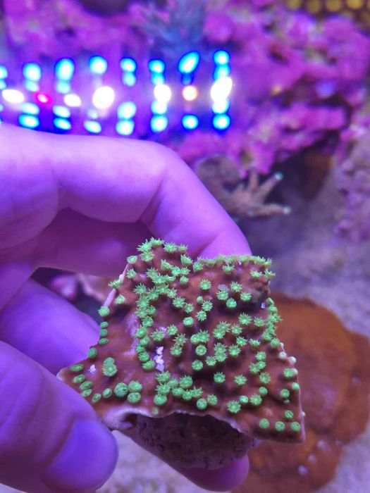 Vários corais desde 10 eur