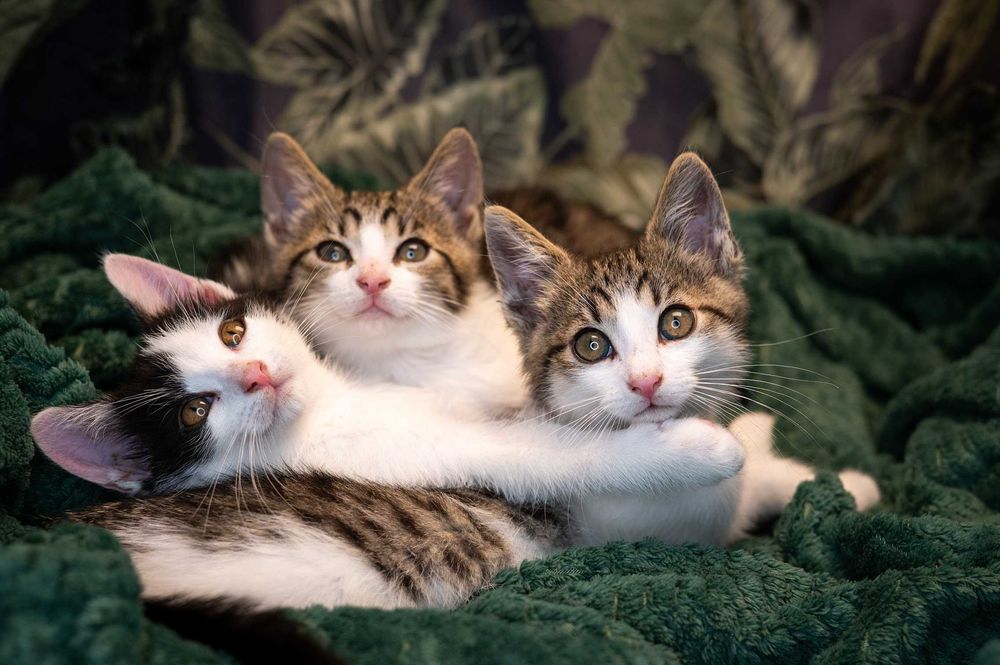 Uroczy bracia do adopcji!