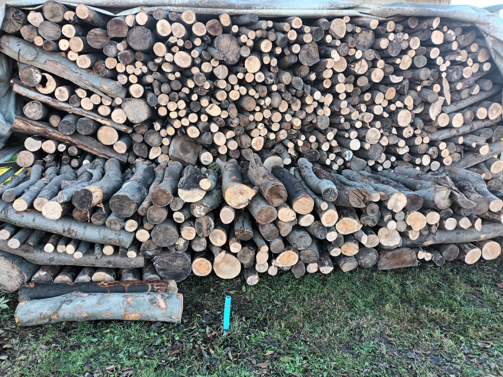 Drzewo bukowe, przeschnięte , kominkowe, 15 m.p