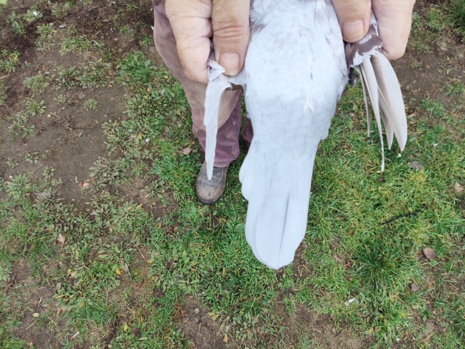 Gołąb Pocztowy Radwański Bricoux