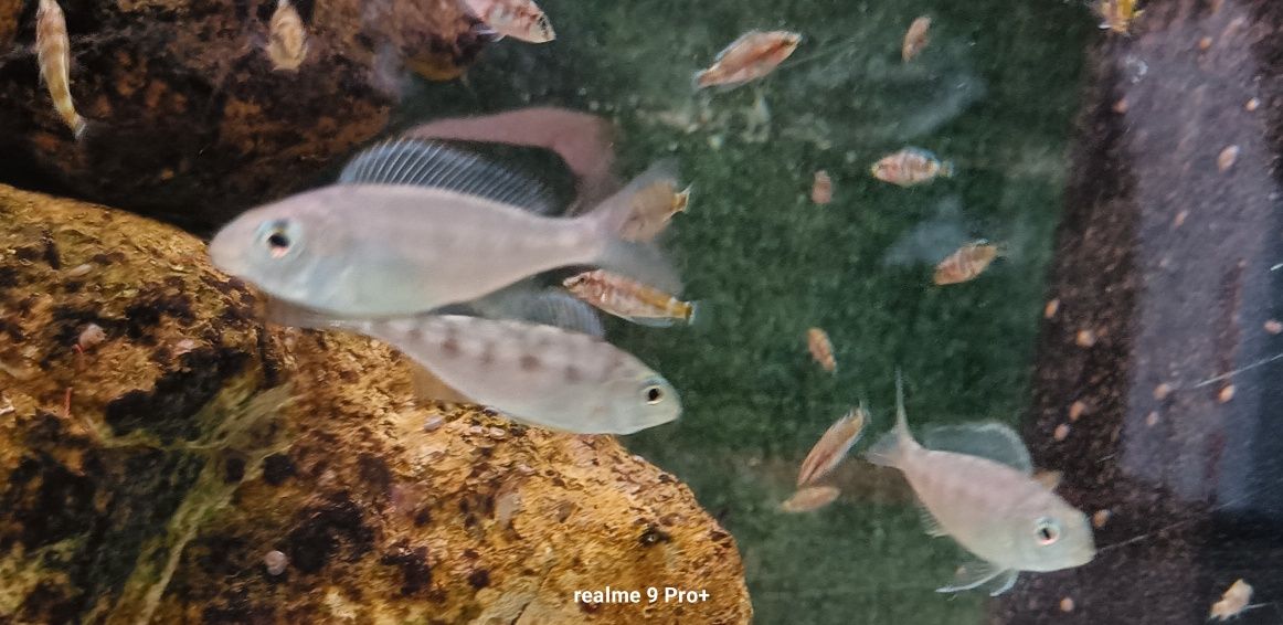 Cyathopharynx foai sibwesa
