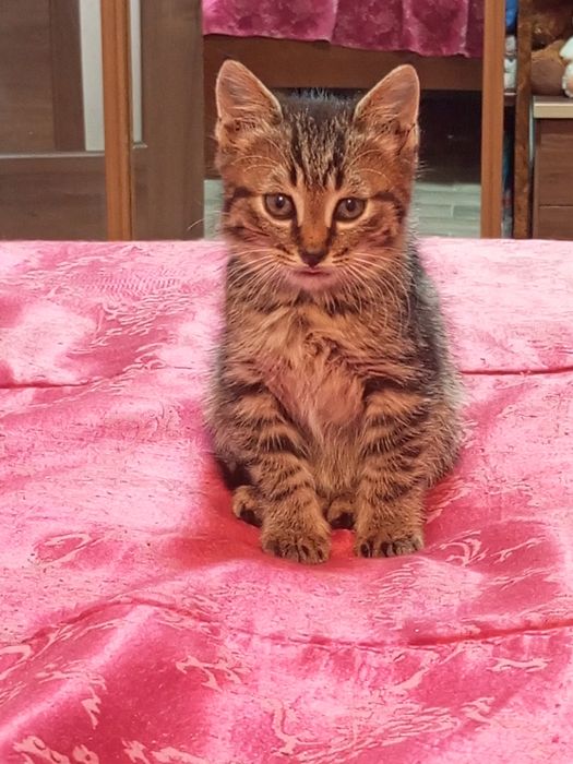 Кошенятко шукає люблячу родину