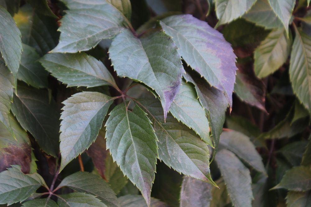 Цифровий дзеркальний фотоапарат Canon EOS 1200D