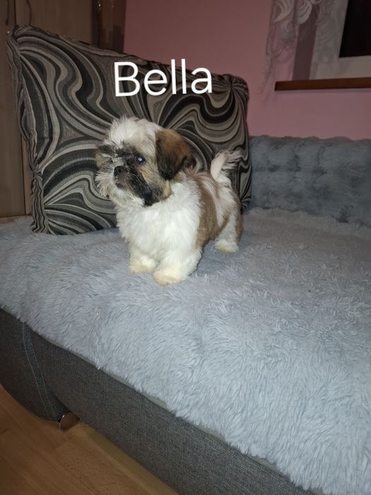 Shih-tzu suczka szczeniak