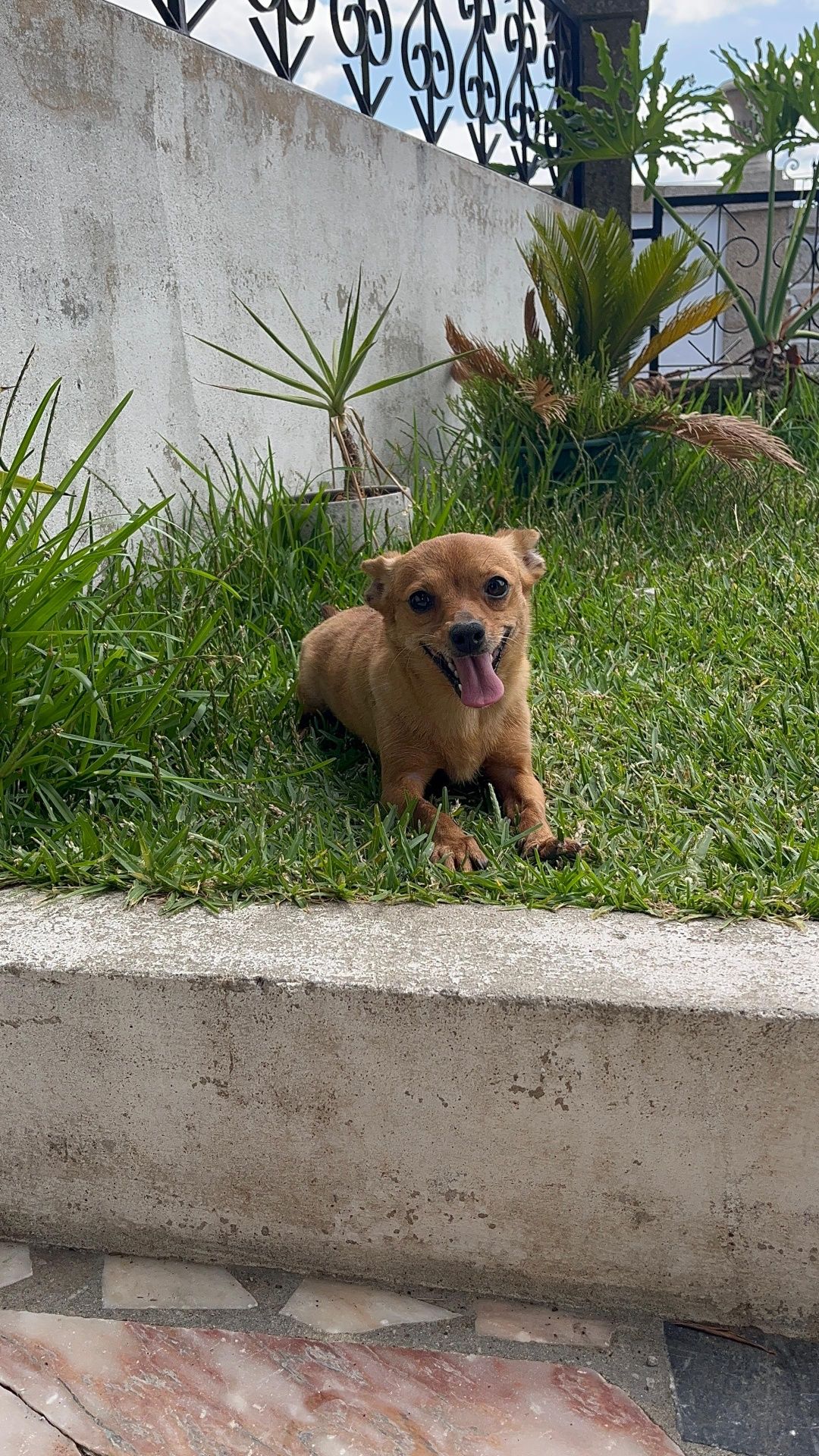 Animas Para adopção