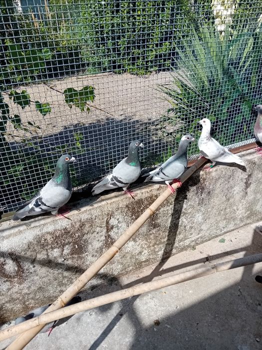 Venda de pombos correios