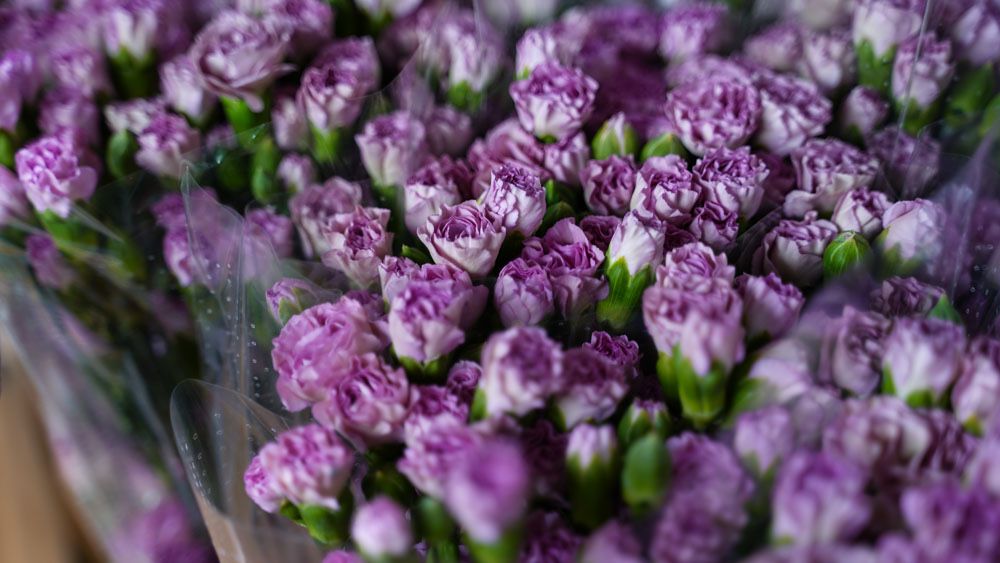 KWIATY -gozdzik tulipan roze