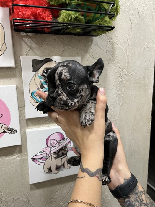 Французький бульдог