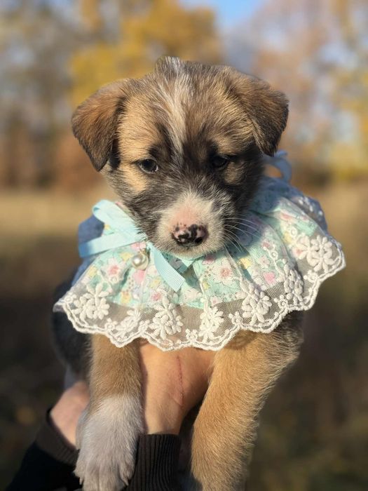 Щенки в добрые руки