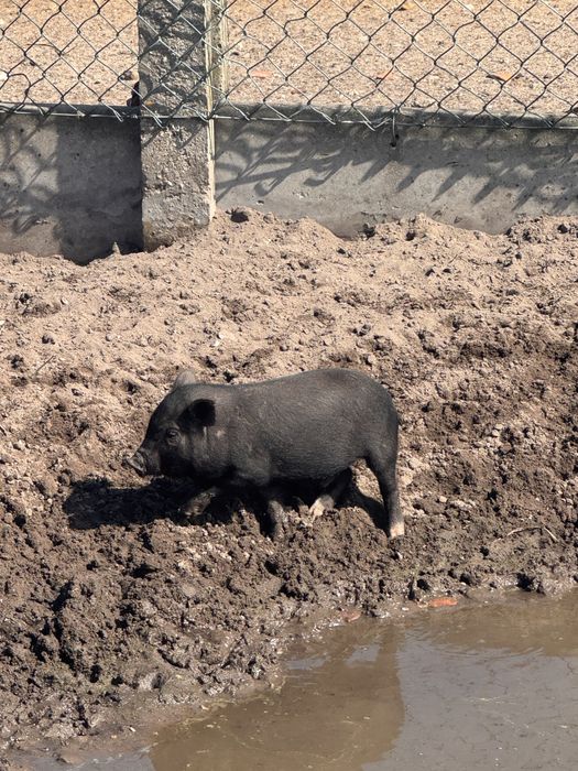Porcos vietnamita jovens 3 meses