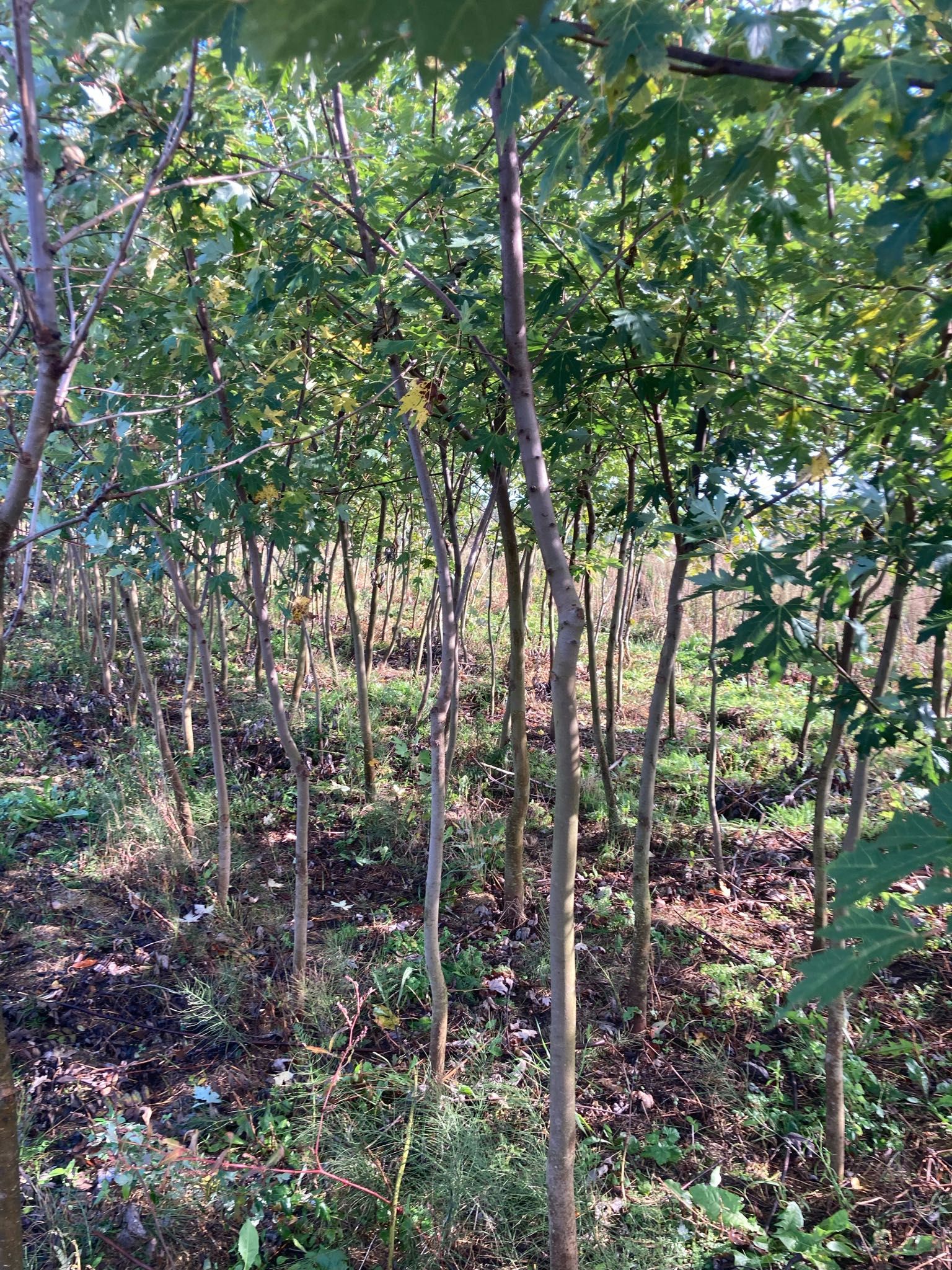 Klon srebrzysty 16-19cm (Acer saccharinum) drzewo alejowe