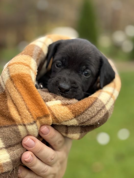 Щеночки в любящие руки