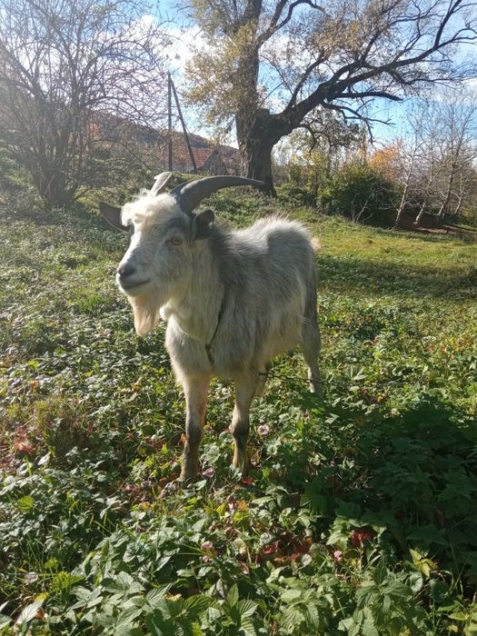 Цап для покриття кіз.