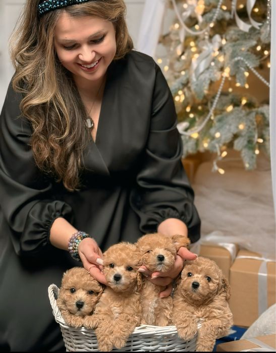 Яскраві карамельні цуценята. Мальтіпу ф1 3місяці. Цуценята