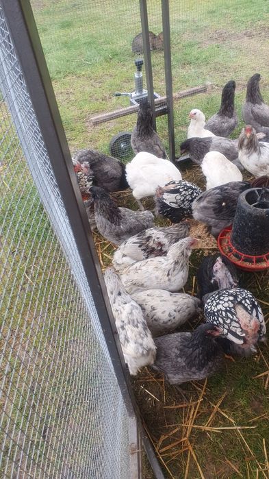 Koguty araukana i wyandotta