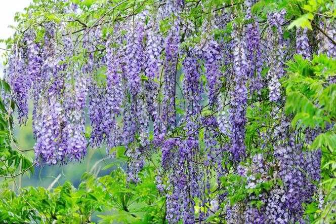 ładna wegetatywna wisteria glicynia doniczka P11