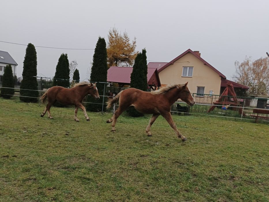 Źrebaki zimnokrwiste