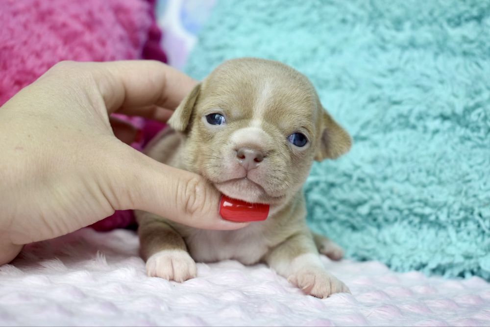 Chihuahua piekny chłopiec isabel