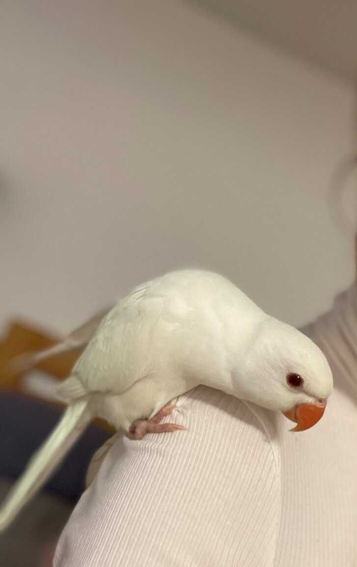 Белый кольчатый попугай, ручной птенчик,ожереловый