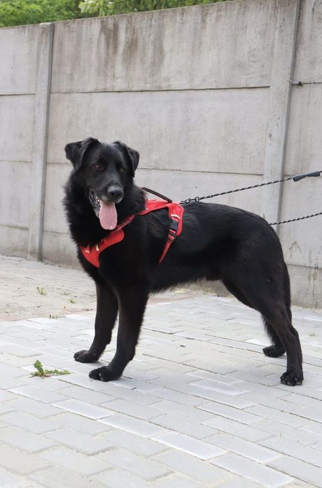 Duży pies do adopcji, Olaf