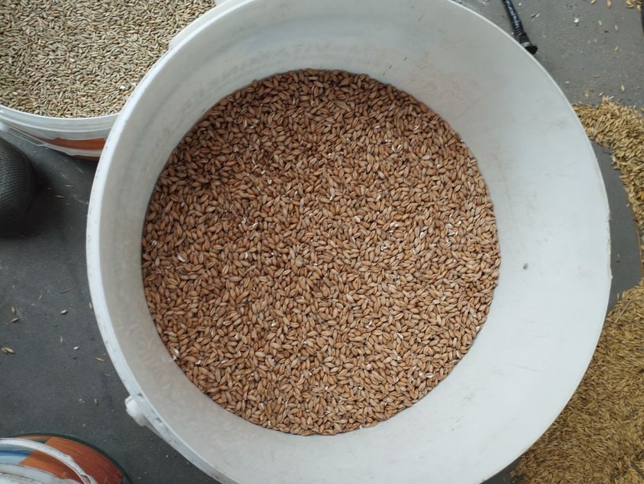 Pszenzyto ozime tadeus