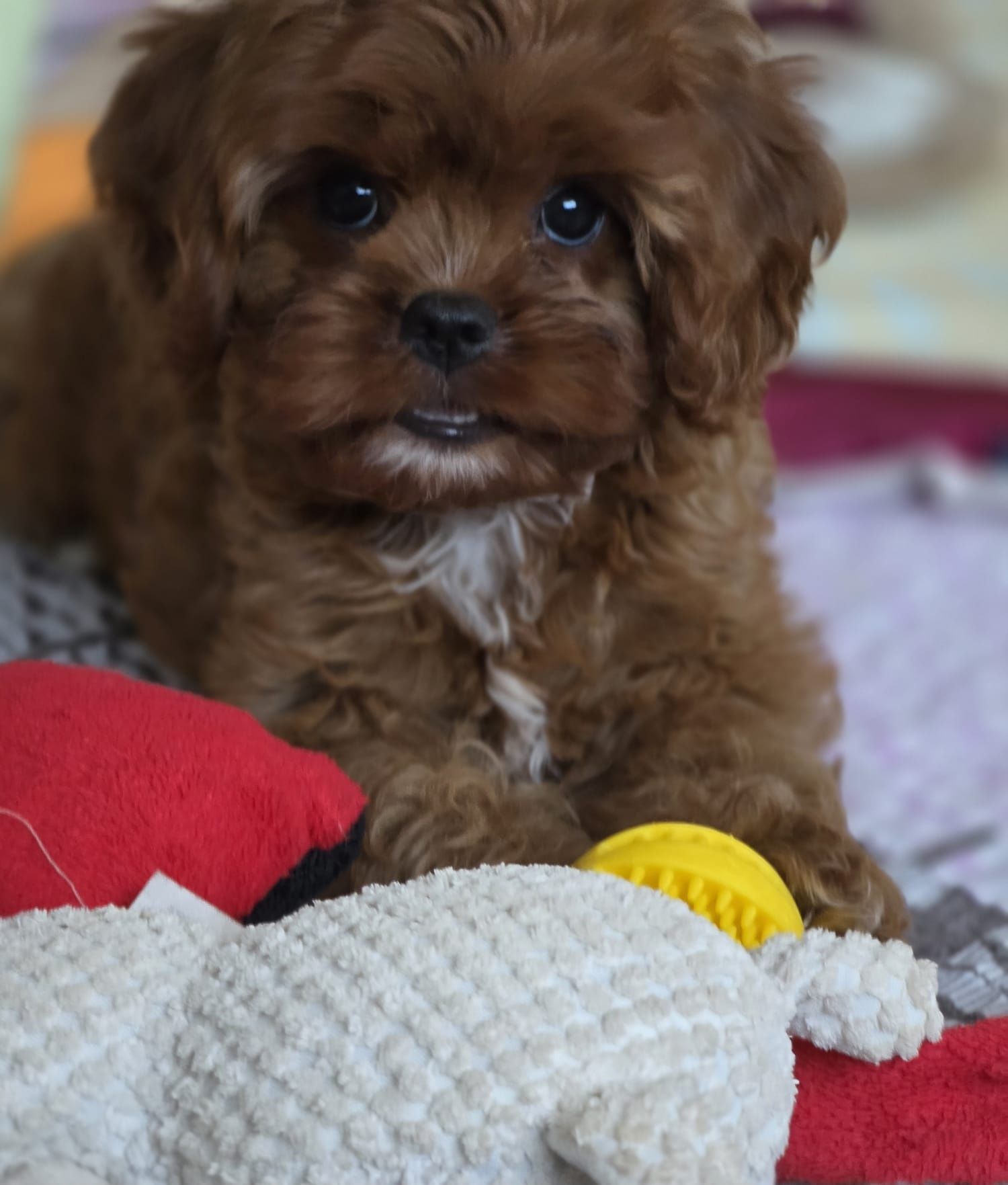 Cavapoo suczka gotowa do odbioru