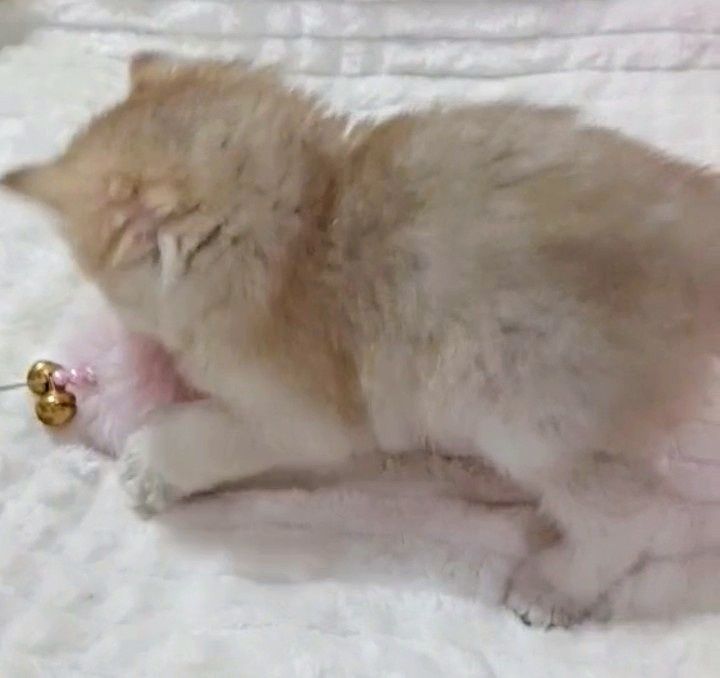 1-Золотая Шиншилла Лиловое Золото красивушая девченка