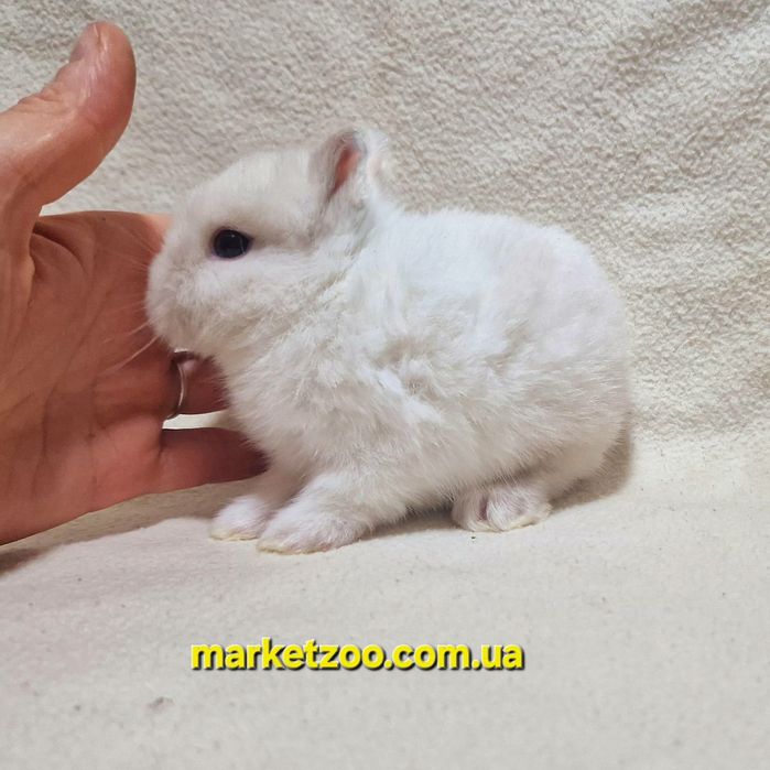 Продається миле торчевухе кроличеня дівчинка породи Нідерландський кар