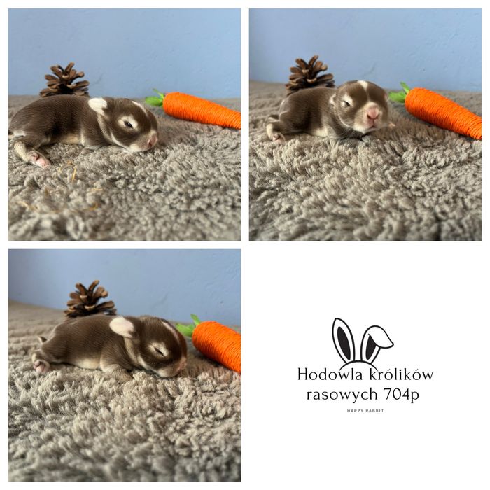 Maluch/mini lop/rasowe/hodowla legalna