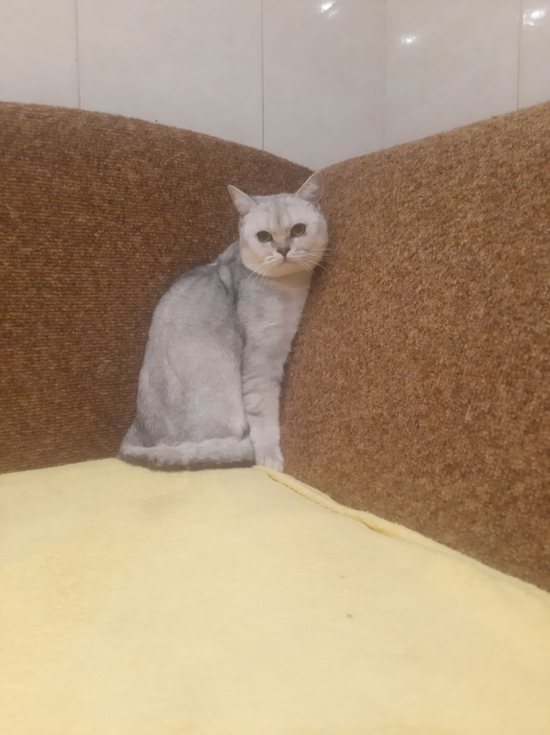 Шотландський скоттіш страйт в'язка