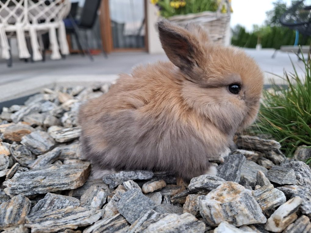 Króliczek miniaturka mini lop