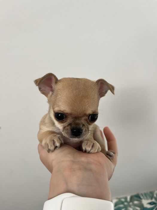 Beżowa chihuahua krótkowłosa samiec