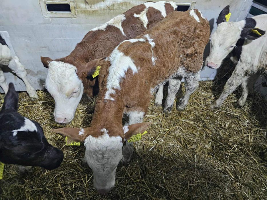 Cielaki Polski Byczki 13 sztuk