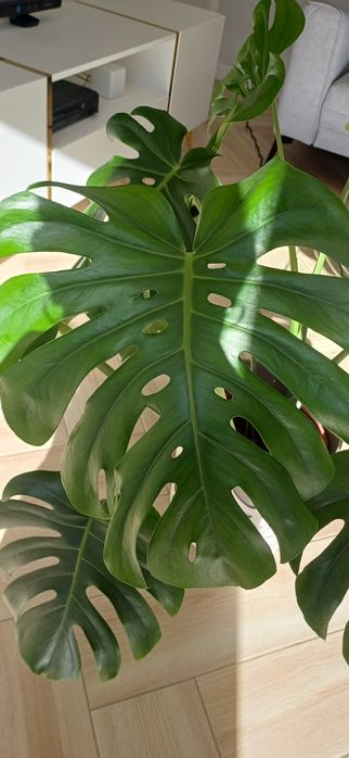 Monstera deliciosa duże liście z dziurami + doniczka i osłonka