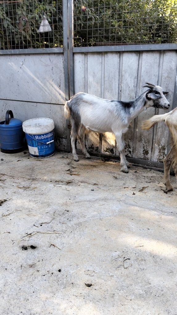 Um casal de cabras com 8 meses para mudar de  pasto