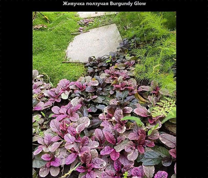 многолетники Бадан Аконит фиалка хоста гейхера матрикария колокольчики