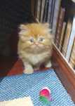 Gatinho persa muito meigo