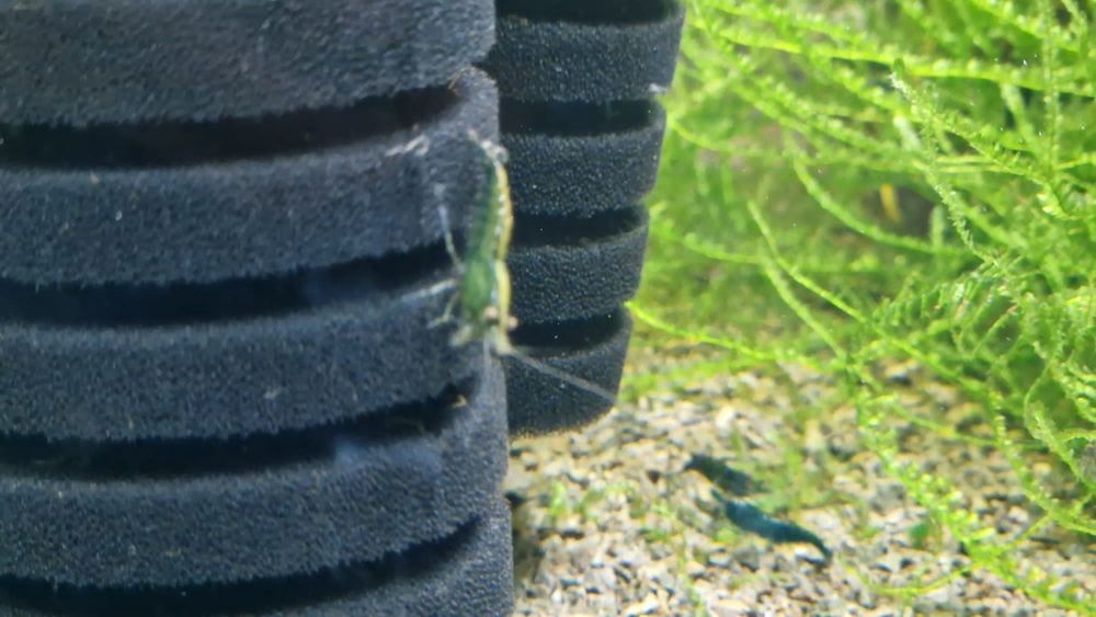 Krewetki Green Jade Neocaridina zielone