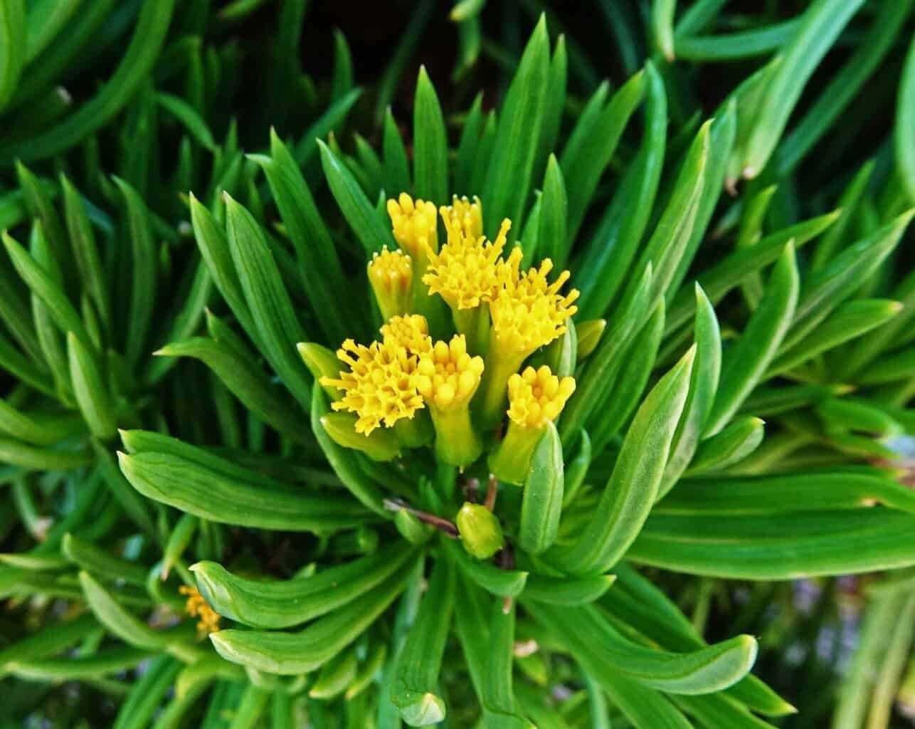 Arbusto SENECIO BARBERTONICUS (flor amarela laranja) Suculenta em vaso