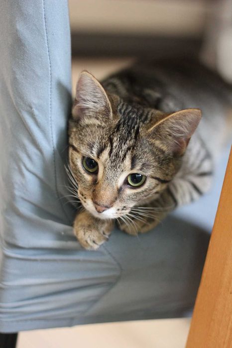 Sol - kotka, który rozchmurzy każdy dzień!