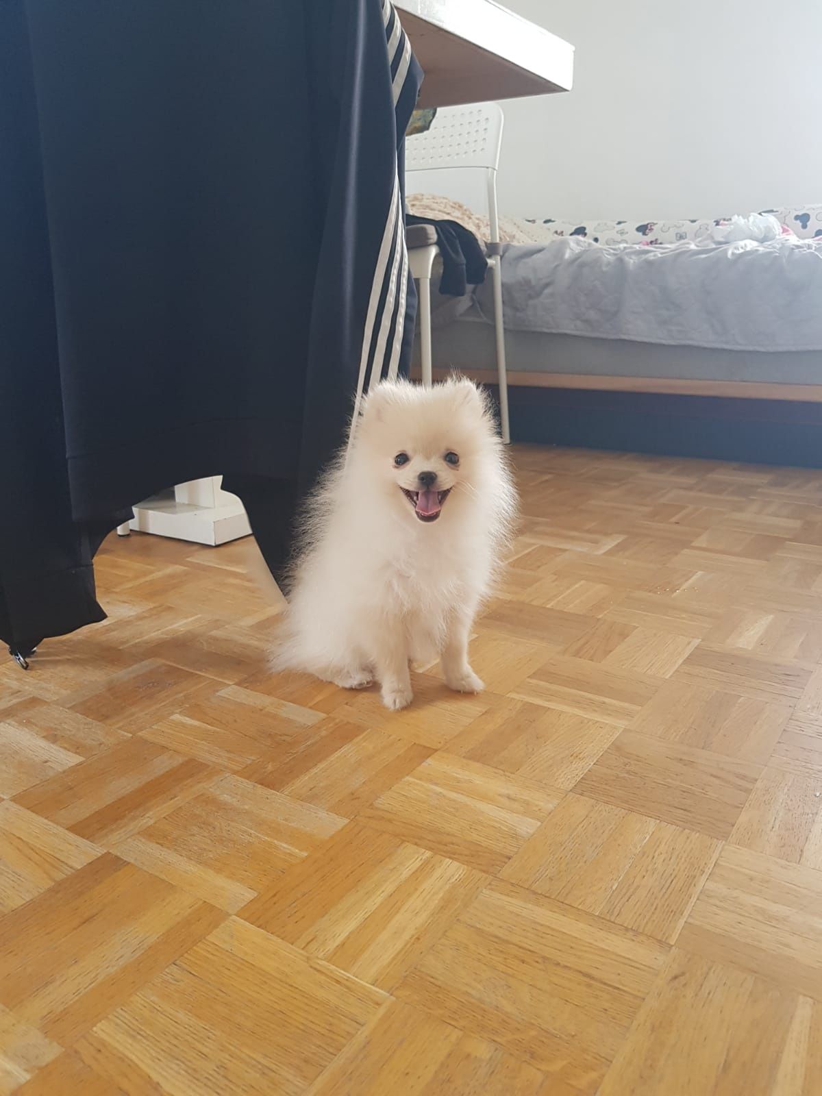 Szpic Miniaturowy Pomeranian Piesek