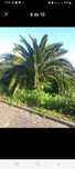 Palmeira das canarias
