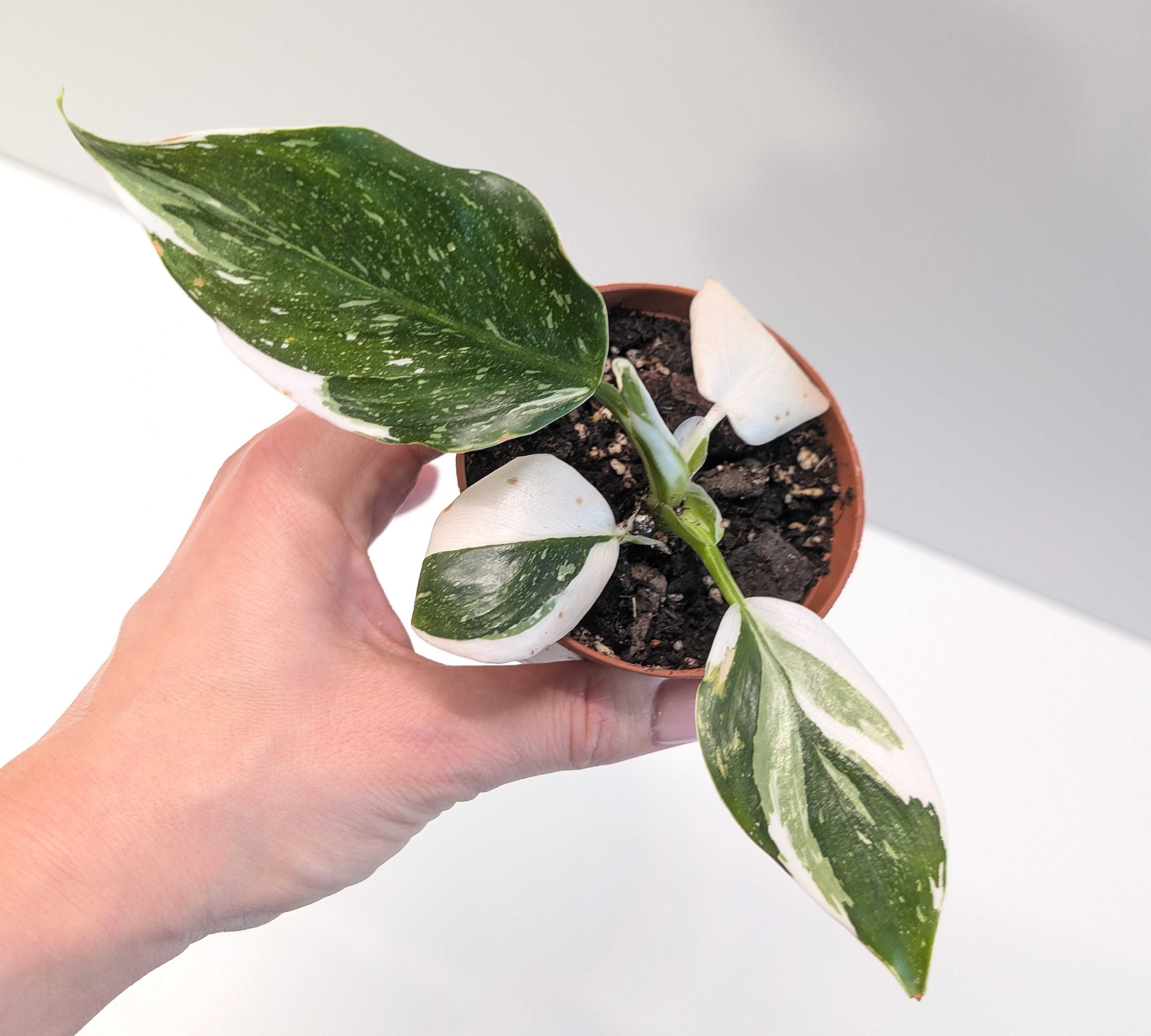 philodendron white knight