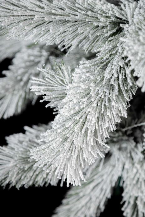 Сосна канадська засніженна 1,5