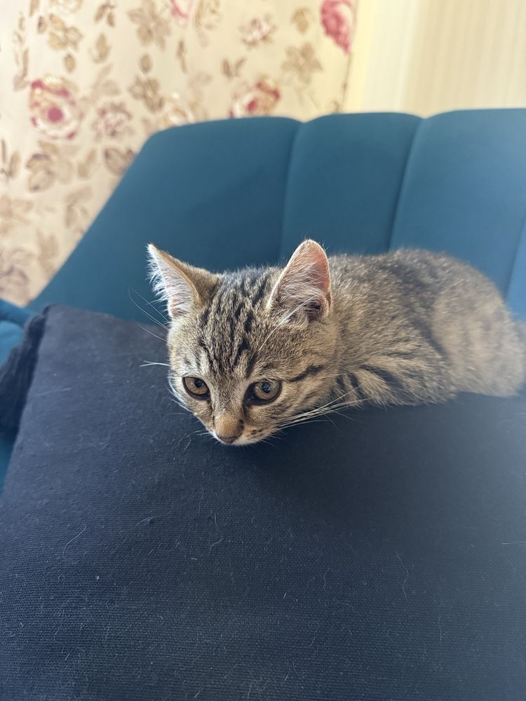 Котики в добрі руки