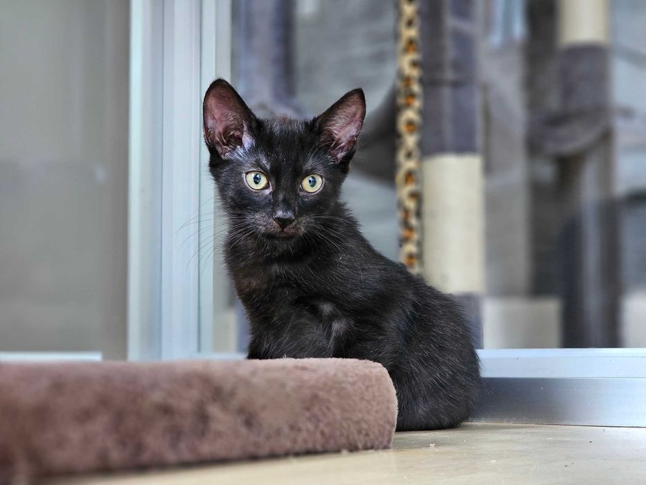 Ifi i Afi - małe kotki do adopcji