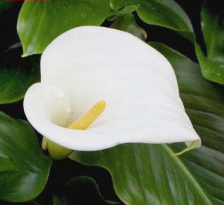 Калатея, Маранта, Драцена, Юкка, Сингониум, Калла - всі дорослі